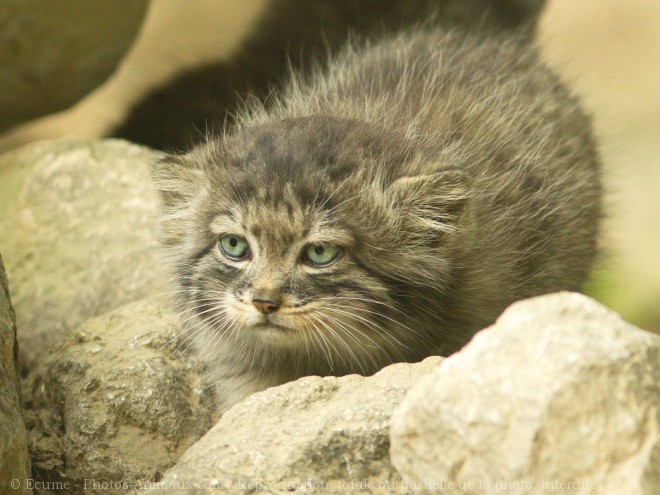 Photo de Chat de pallas