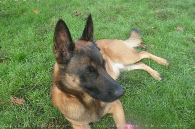 Photo de Berger belge malinois