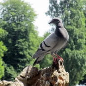 Photo de Pigeon