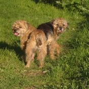 Photo de Border terrier