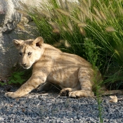 Photo de Lion