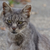 Photo de Chat domestique