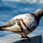 Photo de Pigeon