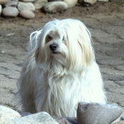 Photo de Coton de tulear