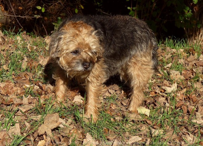 Photo de Border terrier