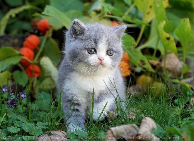 Photo de British shorthair