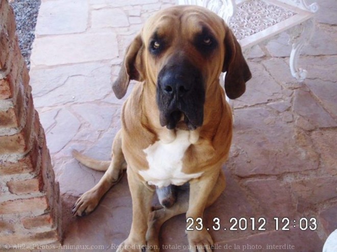 Photo de Fila brasileiro