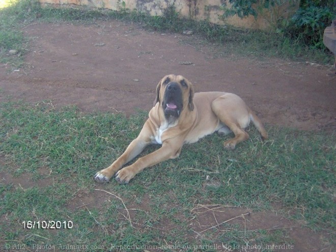 Photo de Fila brasileiro