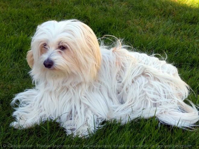 Photo de Coton de tulear