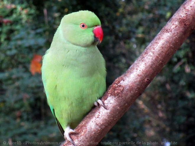 Photo de Perruche  collier