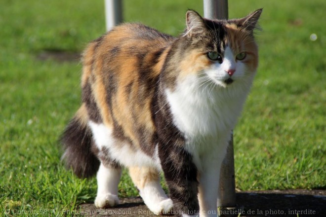 Photo de Chat domestique