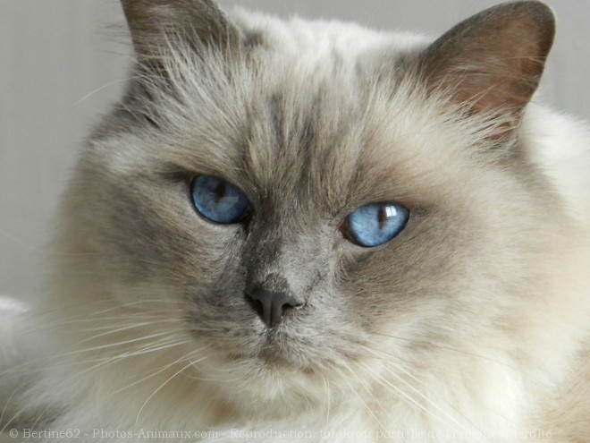 Photo de Ragdoll