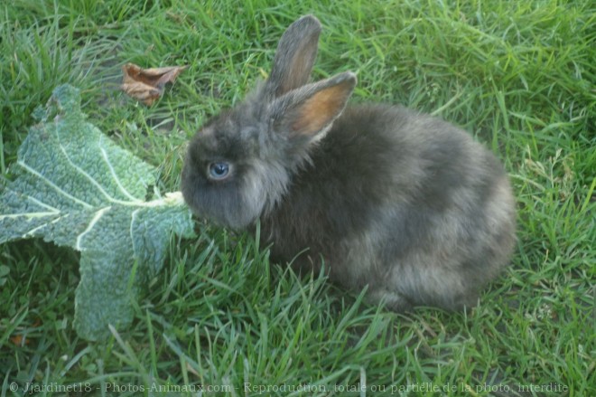 Photo de Lapin