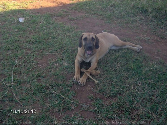 Photo de Fila brasileiro