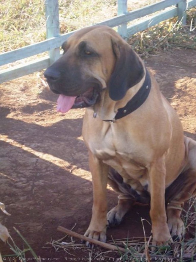 Photo de Fila brasileiro