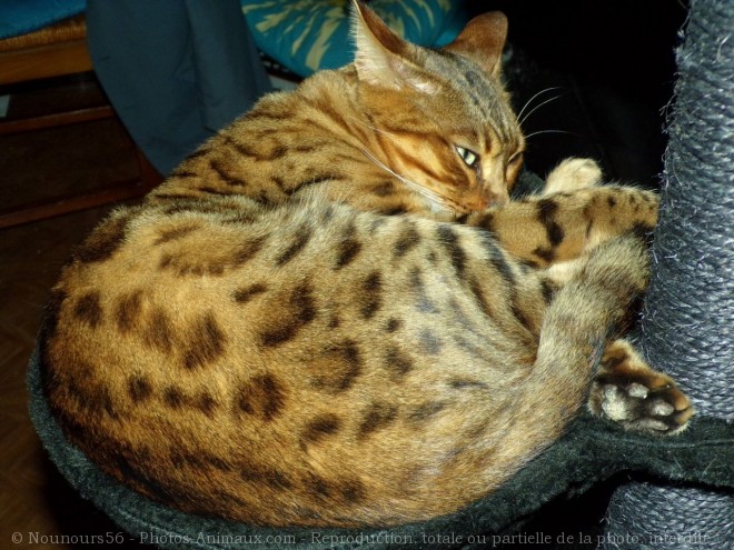 Photo de Bengal