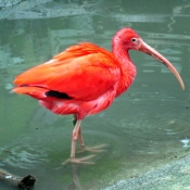 Photo d'Ibis rouge