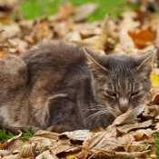 Photo de Chat domestique