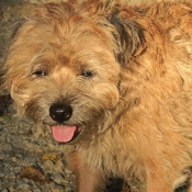 Photo de Border terrier