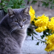 Photo de Chat domestique