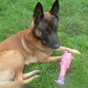 Photo de Berger belge malinois