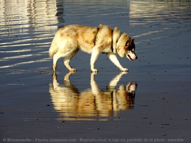 Photo de Golden retriever