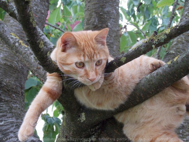 Photo de Chat domestique