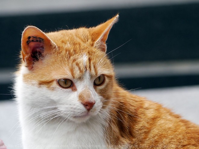 Photo de Chat domestique