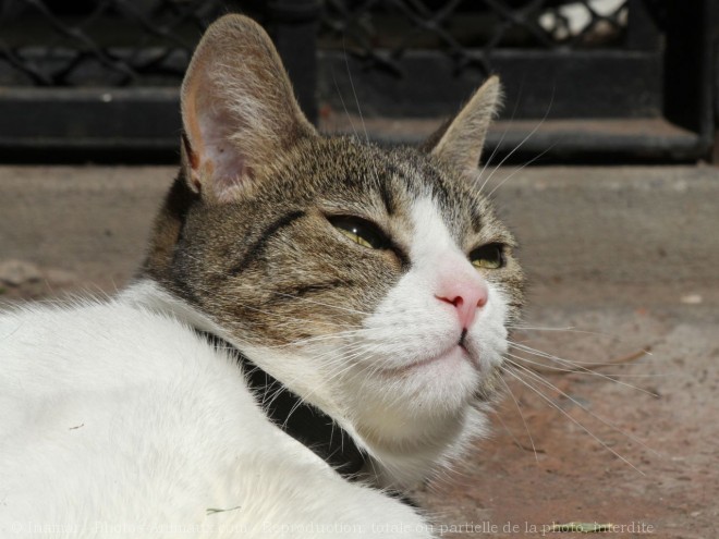 Photo de Chat domestique