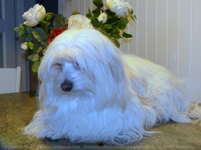 Photo de Coton de tulear