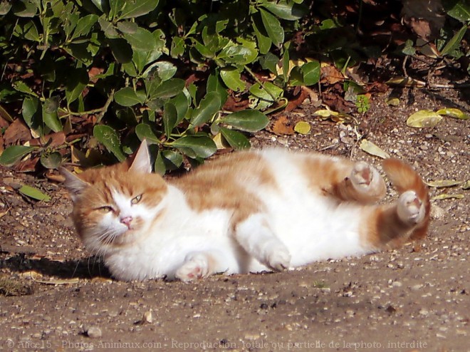 Photo de Chat domestique