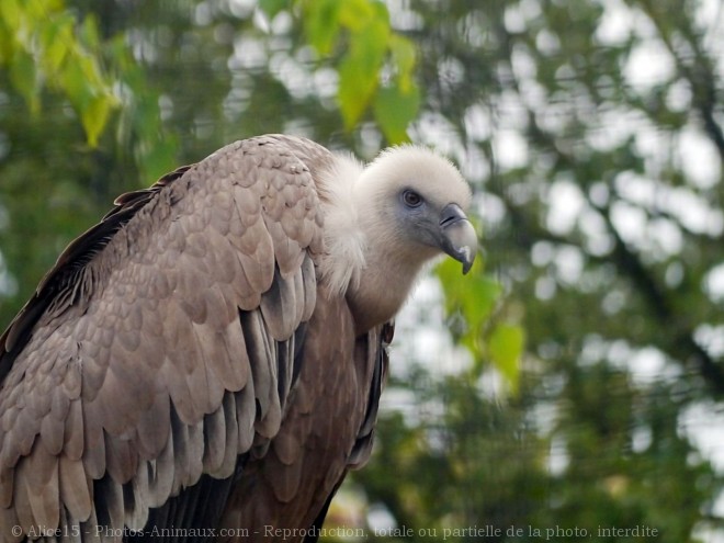 Photo de Vautour fauve