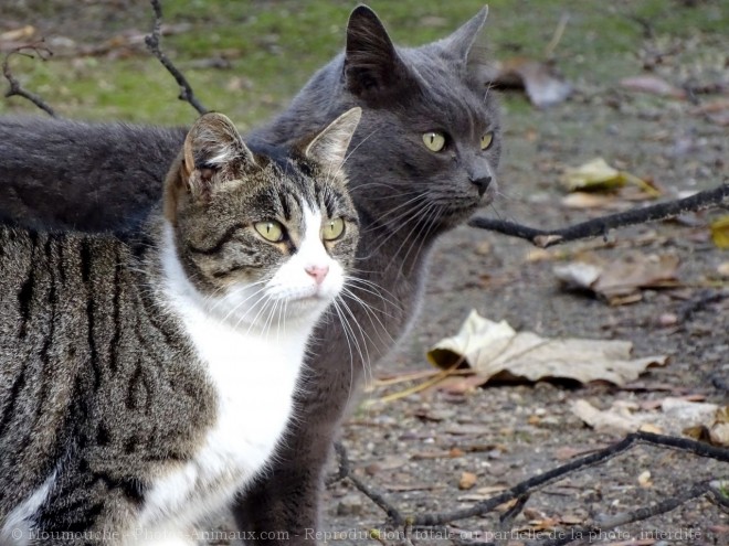 Photo de Chat domestique