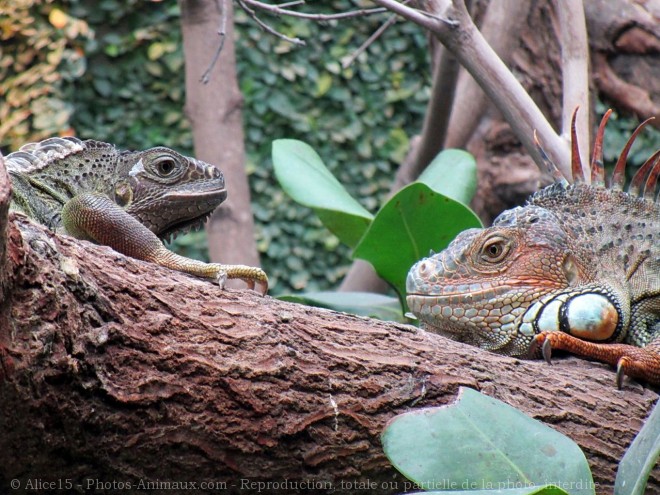 Photo d'Iguane