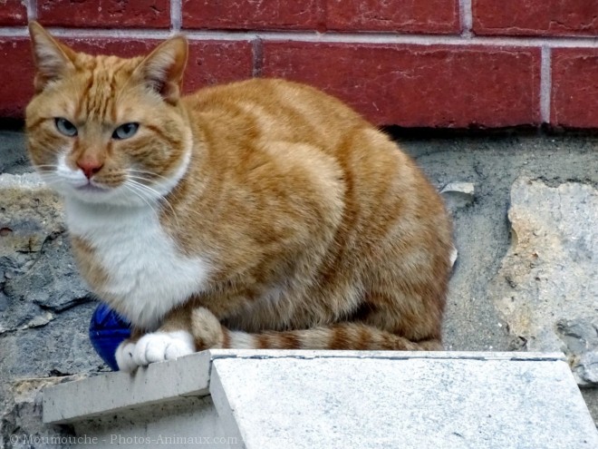 Photo de Chat domestique