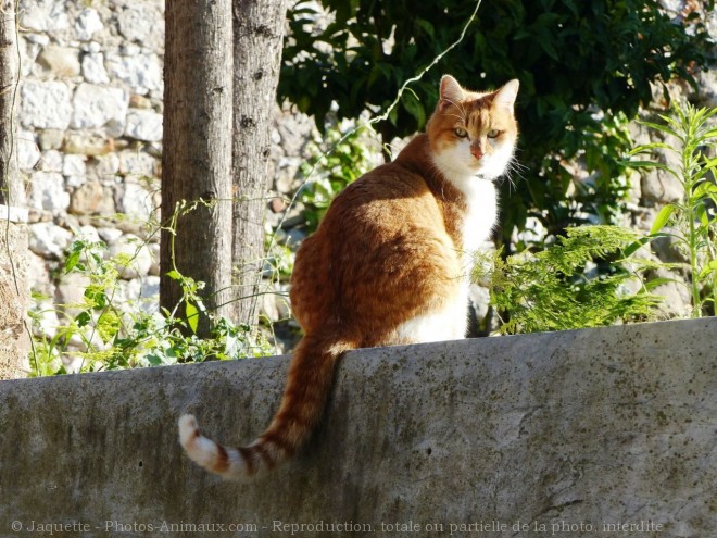 Photo de Chat domestique