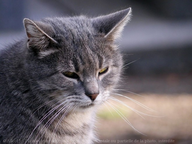 Photo de Chat domestique