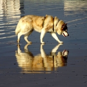 Photo de Golden retriever