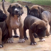 Photo de Fila brasileiro