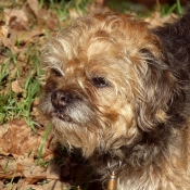 Photo de Border terrier