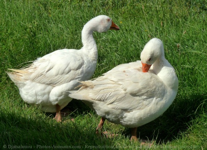 Photo d'Oie blanche