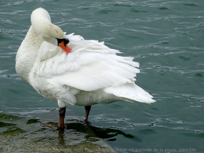 Photo de Cygne