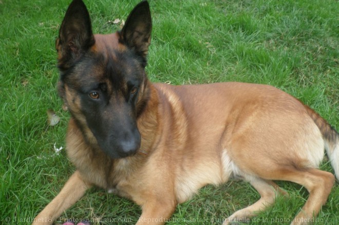 Photo de Berger belge malinois