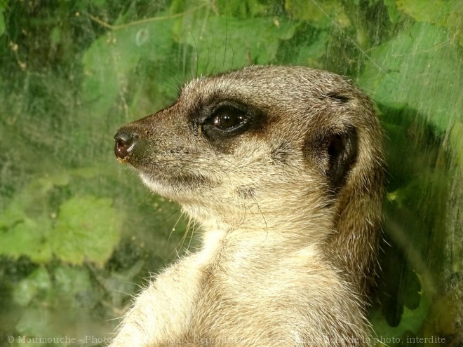 Photo de Suricate