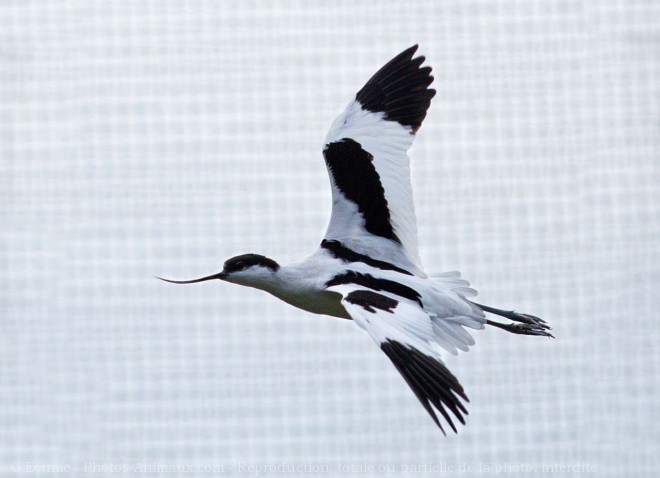 Photo d'Avocette