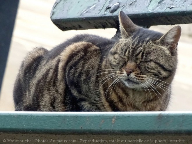 Photo de Chat domestique