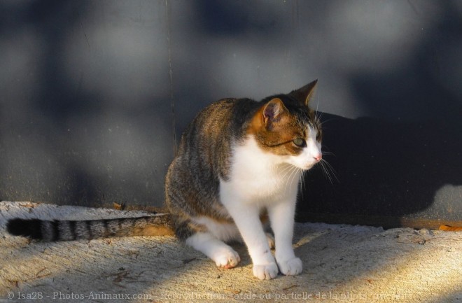 Photo de Chat domestique