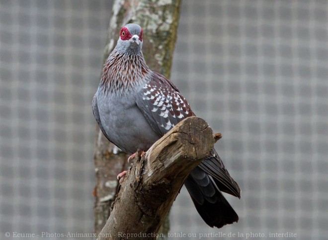 Photo de Pigeon - nouvelle-guine