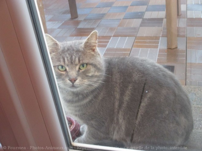 Photo de Chat domestique