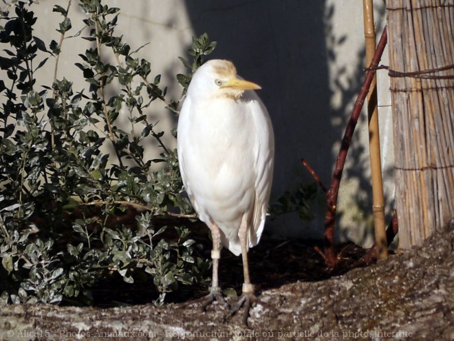 Photo de Hron garde-boeufs